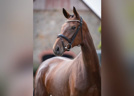 Oldenbourg, Jument, 4 Ans, 169 cm, Bai