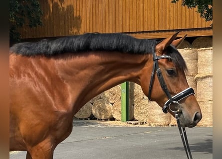 Oldenbourg, Jument, 4 Ans, 169 cm, Bai
