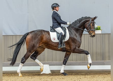 Oldenbourg, Jument, 4 Ans, 169 cm, Bai