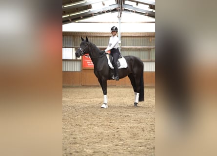 Oldenbourg, Jument, 4 Ans, 169 cm, Noir