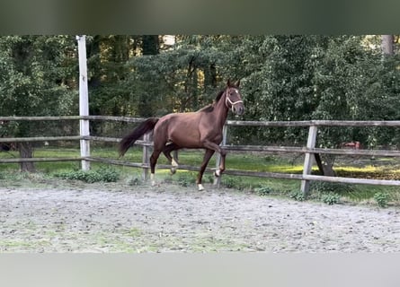 Oldenbourg, Jument, 4 Ans, 170 cm, Alezan
