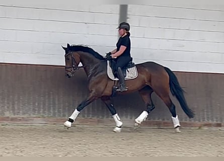 Oldenbourg, Jument, 4 Ans, 170 cm, Bai brun