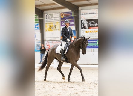 Oldenbourg, Jument, 4 Ans, 170 cm, Noir