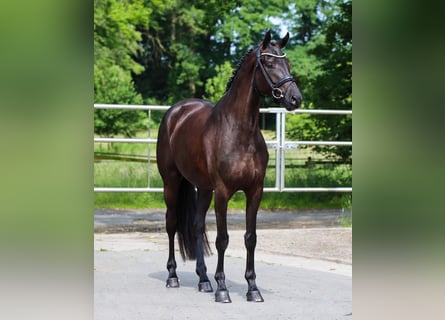 Oldenbourg, Jument, 4 Ans, 170 cm, Noir