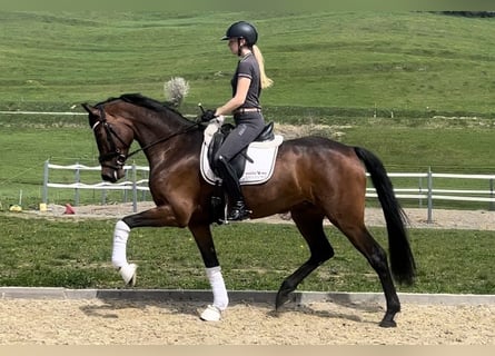 Oldenbourg, Jument, 4 Ans, 171 cm, Bai brun