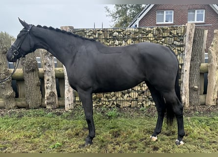 Oldenbourg, Jument, 4 Ans, 171 cm, Noir