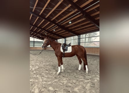 Oldenbourg, Jument, 4 Ans, 172 cm, Alezan brûlé