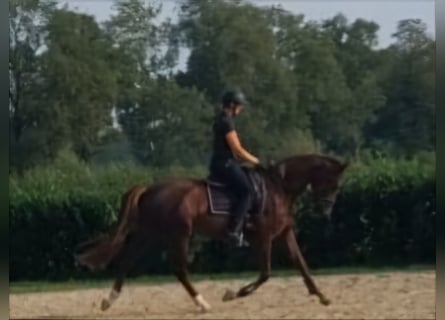 Oldenbourg, Jument, 4 Ans, 172 cm, Alezan brûlé