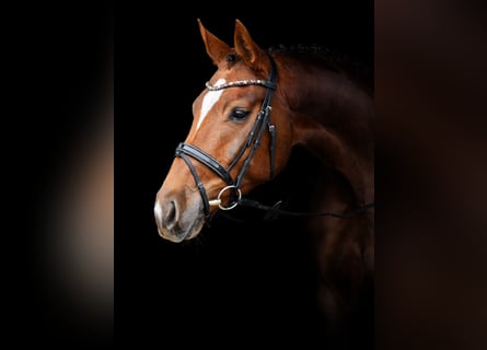 Oldenbourg, Jument, 4 Ans, 172 cm, Alezan brûlé