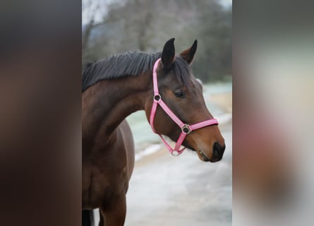 Oldenbourg, Jument, 5 Ans, 160 cm, Bai