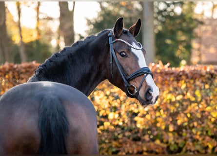 Oldenbourg, Jument, 5 Ans, 162 cm, Bai