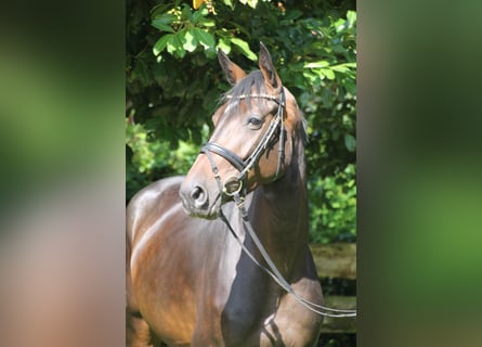 Oldenbourg, Jument, 5 Ans, 163 cm, Bai brun