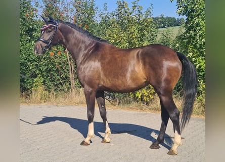 Oldenbourg, Jument, 5 Ans, 163 cm, Bai