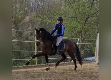 Oldenbourg, Jument, 5 Ans, 163 cm, Bai