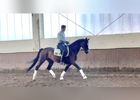 Oldenbourg, Jument, 5 Ans, 164 cm, Bai brun
