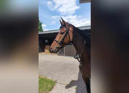 Oldenbourg, Jument, 5 Ans, 165 cm, Bai brun