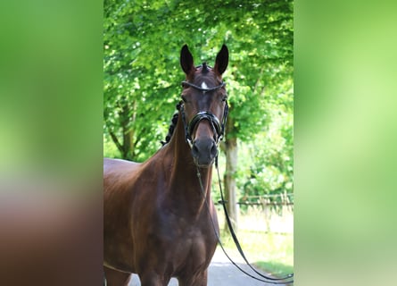 Oldenbourg, Jument, 5 Ans, 165 cm, Bai brun