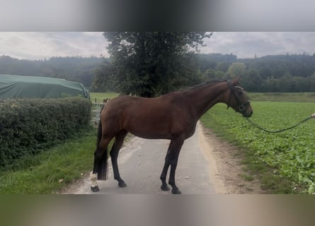 Oldenbourg, Jument, 5 Ans, 165 cm, Bai