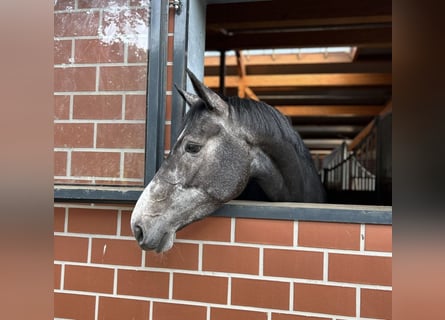 Oldenbourg, Jument, 5 Ans, 165 cm, Gris
