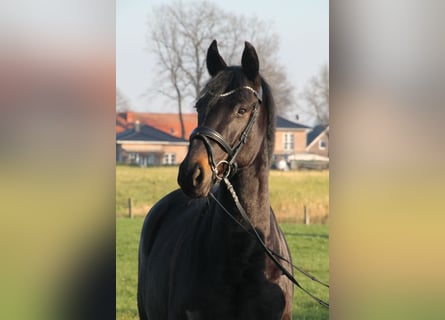 Oldenbourg, Jument, 5 Ans, 166 cm, Bai brun foncé