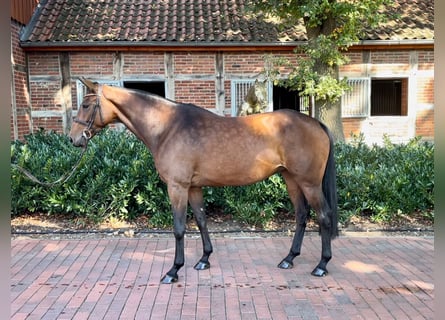 Oldenbourg, Jument, 5 Ans, 166 cm, Bai
