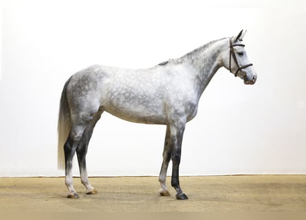 Oldenbourg, Jument, 5 Ans, 166 cm, Gris Oldenbourg, Jument, 5 Ans, 166 cm, Gris
