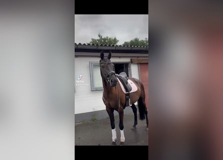 Oldenbourg, Jument, 5 Ans, 166 cm, Noir