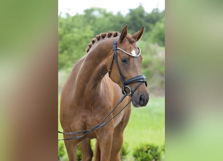 Oldenbourg, Jument, 5 Ans, 167 cm, Alezan