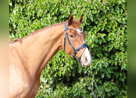 Oldenbourg, Jument, 5 Ans, 167 cm, Alezan