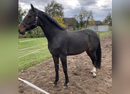 Oldenbourg, Jument, 5 Ans, 167 cm, Bai brun