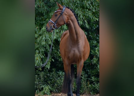 Oldenbourg, Jument, 5 Ans, 167 cm, Bai