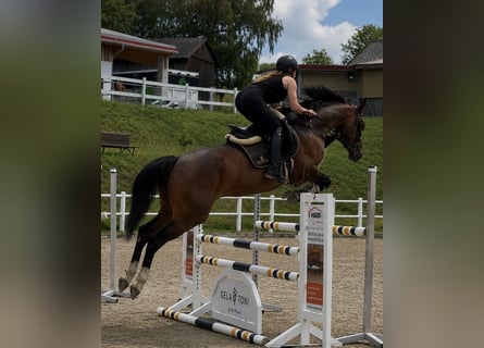 Oldenbourg, Jument, 5 Ans, 167 cm, Bai