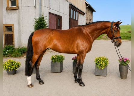 Oldenbourg, Jument, 5 Ans, 167 cm