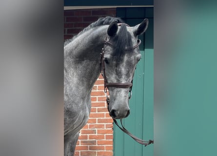 Oldenbourg, Jument, 5 Ans, 167 cm, Gris pommelé