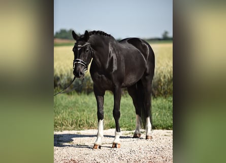 Oldenbourg, Jument, 5 Ans, 167 cm, Noir