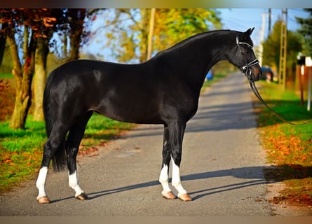 Oldenbourg, Jument, 5 Ans, 167 cm, Noir