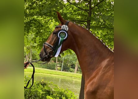 Oldenbourg, Jument, 5 Ans, 168 cm, Alezan brûlé