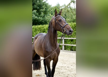 Oldenbourg, Jument, 5 Ans, 168 cm, Bai brun