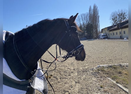 Oldenbourg, Jument, 5 Ans, 168 cm, Bai brun foncé