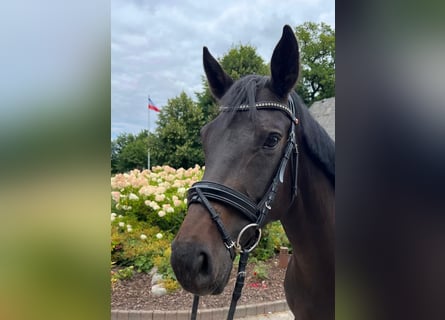 Oldenbourg, Jument, 5 Ans, 168 cm, Bai brun foncé