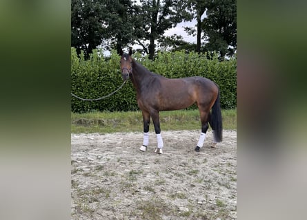 Oldenbourg, Jument, 5 Ans, 168 cm, Bai