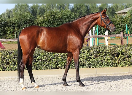 Oldenbourg, Jument, 5 Ans, 168 cm, Bai