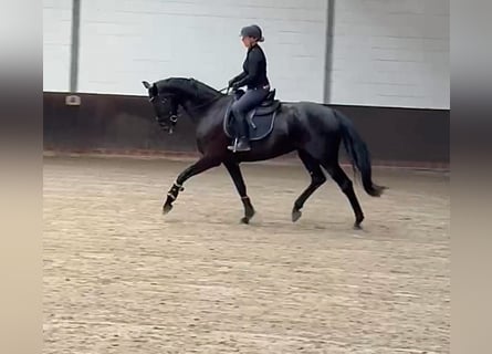 Oldenbourg, Jument, 5 Ans, 168 cm, Noir