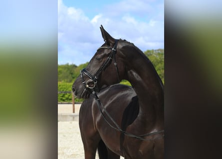 Oldenbourg, Jument, 5 Ans, 168 cm, Noir
