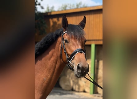 Oldenbourg, Jument, 5 Ans, 169 cm, Bai