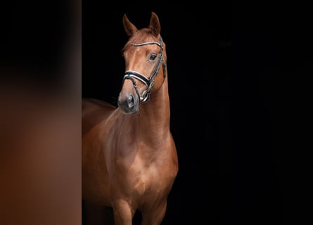 Oldenbourg, Jument, 5 Ans, 170 cm, Alezan