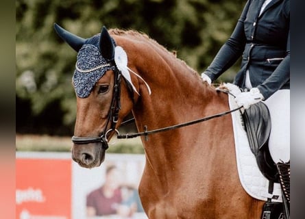 Oldenbourg, Jument, 5 Ans, 170 cm, Alezan