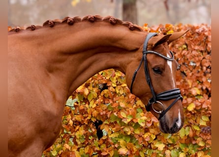 Oldenbourg, Jument, 5 Ans, 170 cm, Alezan