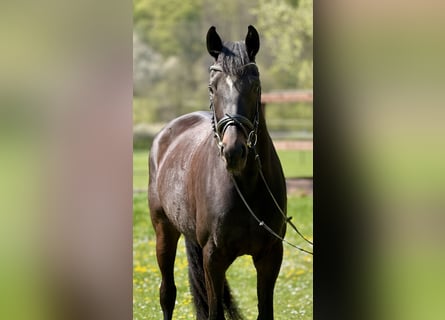 Oldenbourg, Jument, 5 Ans, 170 cm, Bai brun