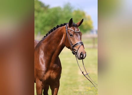 Oldenbourg, Jument, 5 Ans, 170 cm, Bai